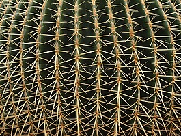 仙人掌,植物,沙漠