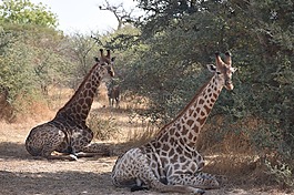 長頸鹿,非洲,野生動物園