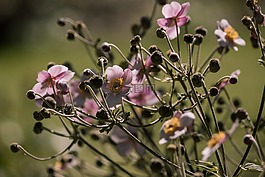 花園,鮮花,草甸