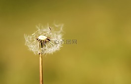 鮮花,自然,花