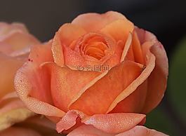 性質(zhì),鮮花,玫瑰