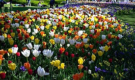 郁金香,公園,鮮花