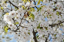 櫻花盛開,天空,春天的花朵