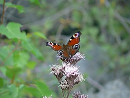 buterfly,蝴蝶,性質(zhì)