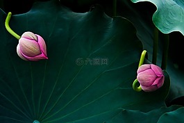 荷花,花蕾,追逐
