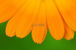 鮮花,自然,黃色