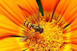 昆蟲,蜂蜜,蜜蜂