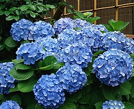 繡球,布什,鮮花