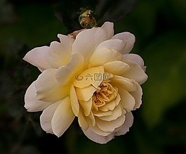 性質,鮮花,玫瑰