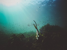 自然,水,海洋