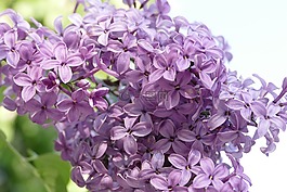 花,廠,熏衣草