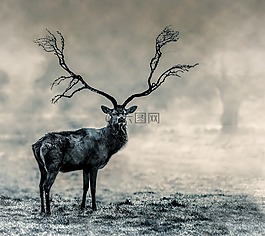 雄鹿,野生動物,自然