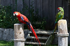 金剛鸚鵡,鳥,鸚鵡