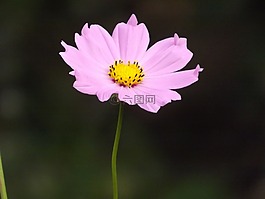 粉紅色的花,花卉,春天