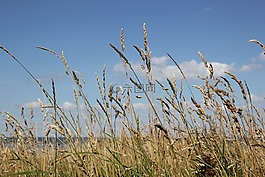夏季,天空,景觀