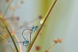 蜻蜓,昆蟲,配對