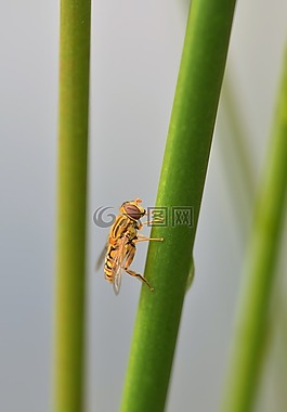 黑带食蚜蝇,hoverfly,昆虫