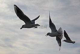 飛,鳥,飛行