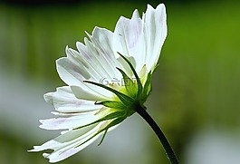 cosmea,白,厂