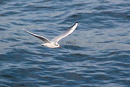 水,鳥,海鷗
