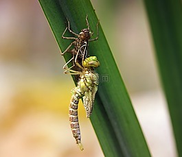 蜻蜓,年輕的動(dòng)物,幼蟲(chóng)