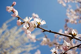 桃花,春天,小清新