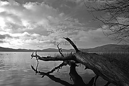 树,laacher 湖,湖