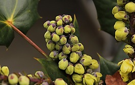 俄勒岡州葡萄冬青花蕾,冬花,十大功勞