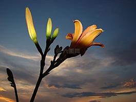 花卉,光,云