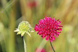 開花,紅色,紅色花朵