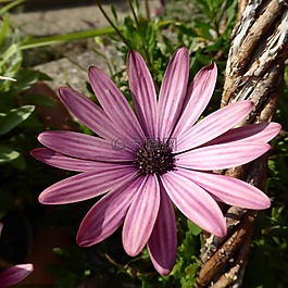 瑪格麗特,花,開花