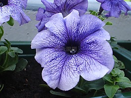 矮牵牛,花,紫色
