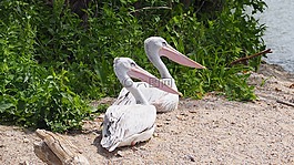 鵜,鳥,水