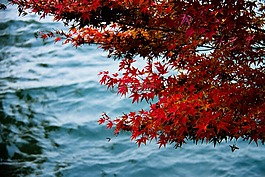 秋水,紅葉,西湖