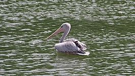鵜,鳥,水