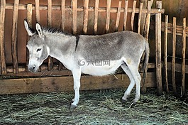 驢,動物,農場
