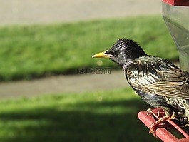 黑鳥,樹,有機