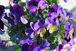 潘茜,紫,鮮花