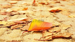 秋天的樹(shù)葉,街,樹(shù)葉