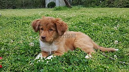 小狗,嬰兒,草