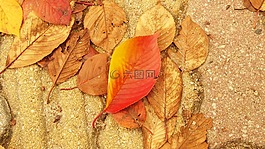 秋天的樹(shù)葉,街,樹(shù)葉