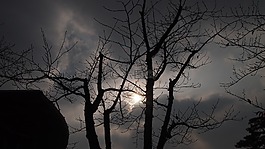 背光,木材,天空