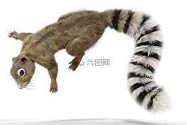 松鼠,尾,動(dòng)物