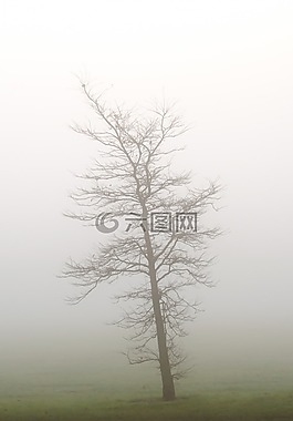 樹,霧,天氣