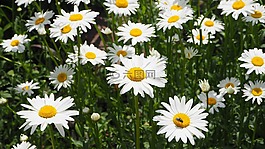 白色的雛菊,白,雛菊