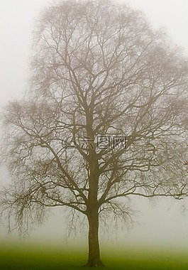 樹,霧,天氣