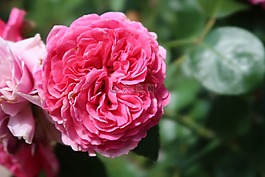 花,粉紅色,開花