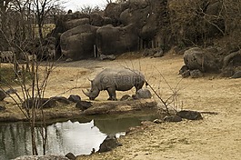 犀牛,動(dòng)物園,動(dòng)物