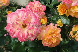 鮮花,粉紅色,黃色