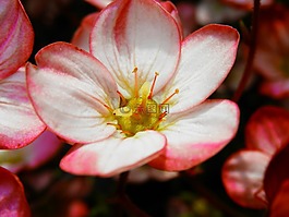 花,紅色,花瓣
